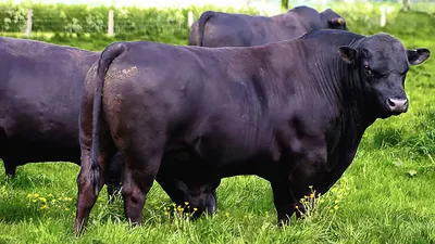 Генетический потенциал рекордной молочной продуктивности коров голштинской  породы