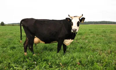 Породы молочных коров. Самые популярные и продуктивные породы КРС | Коровы,  Корова, Домашнее животное