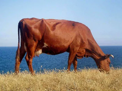 Англерская (Ангельнская) молочная порода коров