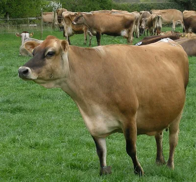 Красная степная молочная порода коров