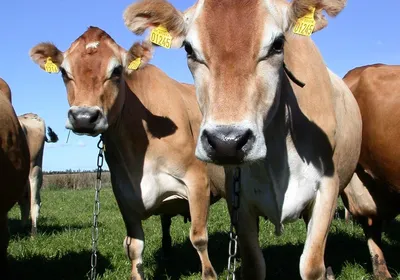 Почему в Кировской области вывели породу коров молочного направления |  Управление ветеринарии Кировской области