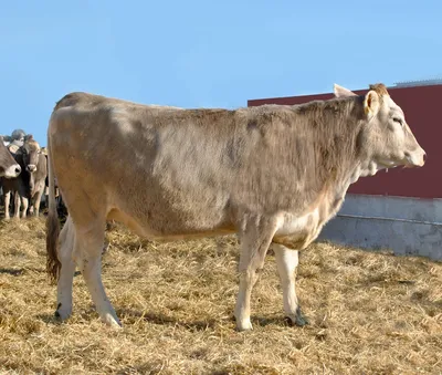 Породы молочных коров. Самые популярные и продуктивные породы КРС |  Домашнее животное, Корова, Популярное