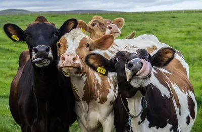 Топ-5 пород молочных коров | e-Feed. Аграрный маркетплейс. | Дзен