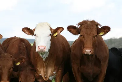 ЭкоФерма \"Зеленый глухарь\" - Гама, корова айрширской породы. Порода коров  молочного направления. Оформлена как самостоятельная в 1862 году.  Разводится в графствах Айршир (Шотландия), а также в значительном  количестве в Финляндии, Канаде, Соединённых