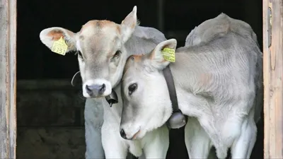 2000 голов молочной породы коров приобретут на Ставрополье - АТВмедиа