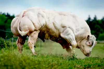 Экоферма «Дубровское» в Удмуртии приобрела первую партию нетелей коров  красной датский породы - Уралбиовет