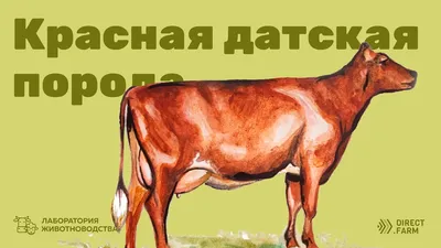 Молочные породы коров будут разводить в крае — Новости Хабаровска