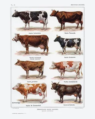 Топ-5 пород коров, которые дают максимально жирное молоко | Сельский Житель  | Дзен