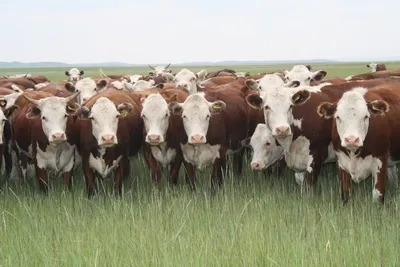 О Джерсейской породе коров - Агроальянс Инвест