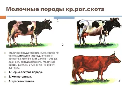 Крупный рогатый скот: описание, уход и заболевания