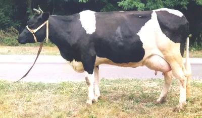 Швицкая мясо-молочная порода коров