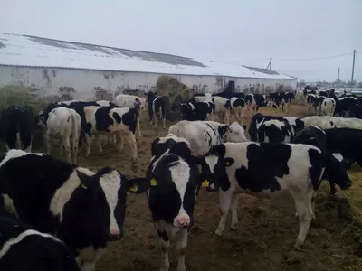 Лучших молочных коров определили в Подмосковье | 360°
