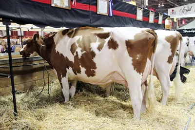 Агрохолдинг ОСП Агро - ✓ Голштинская порода коров. Порода крупного рогатого  скота молочного направления продуктивности. Является самой распространенной  породой молочного скота в мире, а также является лидером по надоям молока.  Именно эта