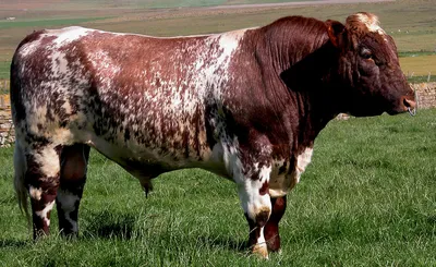 Джерсейская порода коров - Советы и особенности | «Электропастух»