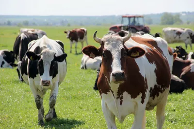 Герефордская порода коров: описание, характеристика, фото