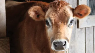 Симментальская порода коров: характеристики, фото