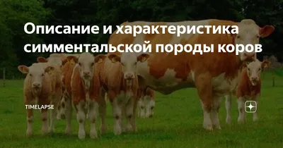 Породы коров характеристика - продуктивные молочные и мясные животные,  подборка фото