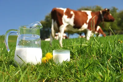 Породы коров характеристика - продуктивные молочные и мясные животные,  подборка фото