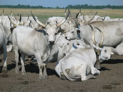 Продам коров породы Симментал, купить коров породы Симментал, Луганская обл  — Agro-Ukraine