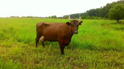 Плюшевые коровы - цена в США, фото, видео | Новости РБК Украина
