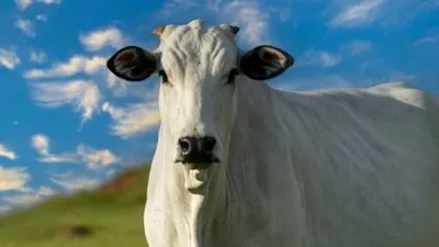 Какую корову выращивать выгоднее всего - Российская газета
