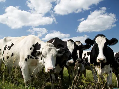 Мясные породы свиней в Украине: ТОП-5 лучших - AgroApp: Быстрое  кредитование для агробизнеса