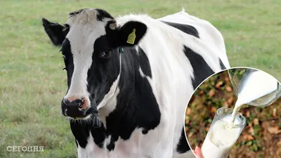 ТОП-7 самых необычных пород коров. И это не ГМО | Top facts | Дзен