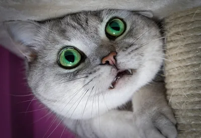 Породы кошек с зелеными глазами | ТОТО | Дзен