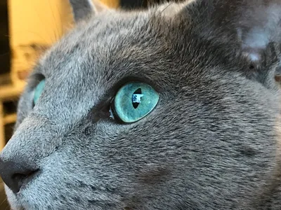 7 пород кошек с зелеными глазами | ZOO CHANNEL | Дзен