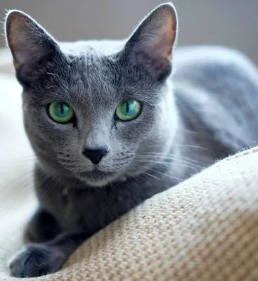 Кошки с большими глазами: ТОП 20 пород, фото, уход и цена