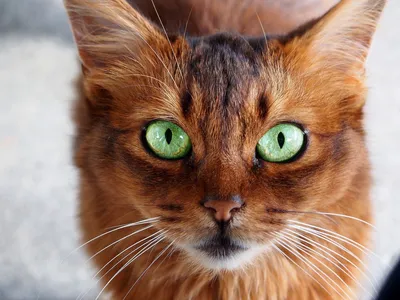 Порода кошек с зелеными глазами - картинки и фото koshka.top