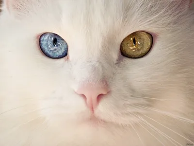 Кошки с разными глазами: турецкие ваны оказались под угрозой исчезновения -  РИА Новости, 05.01.2019
