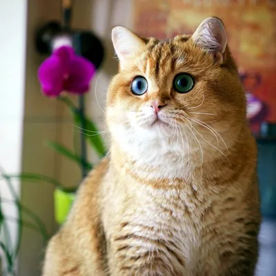 Порода кошек с зелеными глазами - 62 фото