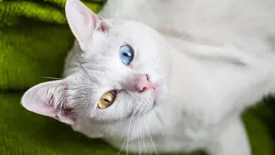 Животное красивый кот с зелеными глазами Стоковое Фото - изображение  насчитывающей красивейшее, глаза: 176082194