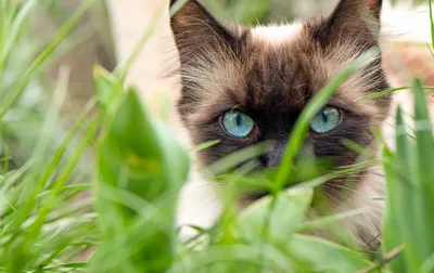 Рыжий кот с зелеными глазами порода - 70 фото