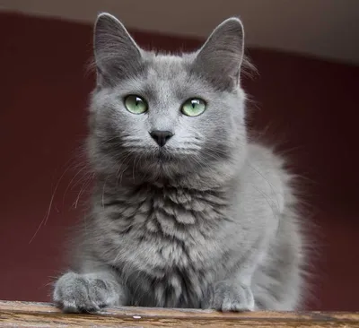 Серая кошка с зелеными глазами порода - красивые фото