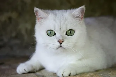 Порода кошек с зелеными глазами - картинки и фото koshka.top