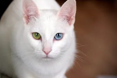 20 самых красивых пород кошек в мире (фото)