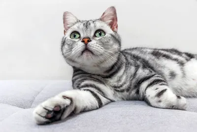 ТОП-5 пород кошек, которые приносят удачу и счастье в личной жизни -  Today.ua