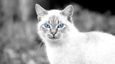 пушистая красная кошка с зелеными глазами сомалийская порода, небольшая  глубина резкости Стоковое Фото - изображение насчитывающей красно,  отечественно: 165937416