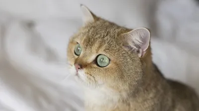 Породы кошек с зелеными глазами - 76 фото