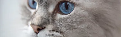 Породы кошек с зелёными глазами - Кот, пёс и я