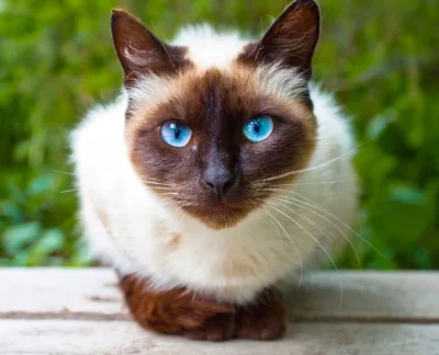 Картезианская кошка — Википедия