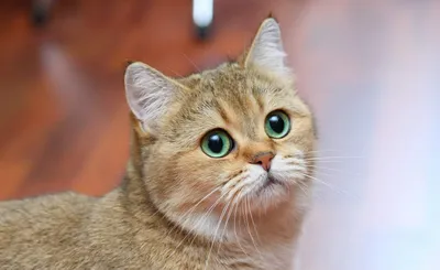 Серая кошка с зелеными глазами порода - картинки и фото koshka.top
