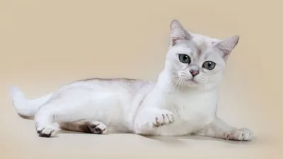 Кошки без хвоста: породы | ВКонтакте