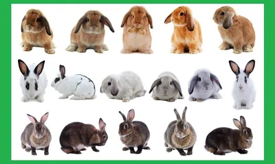 Породы кроликов с фото фото