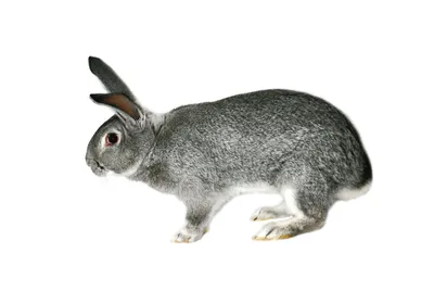 породы кроликов - YouTube