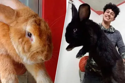 Кролики-гиганты: породы и особенности разведения АО \"Витасоль\"