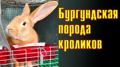 Калифорнийская порода кроликов — Страница 2 — Племенные кролики из Европы