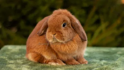 Породы кроликов – смотреть онлайн все 2 видео от Породы кроликов в хорошем  качестве на RUTUBE